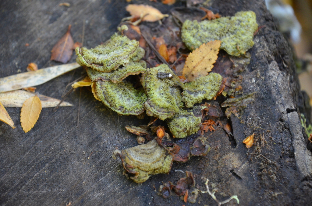 Cerrena unicolor · March 2023 · photo: © laurabm2020 (iNaturalist, cc-by)