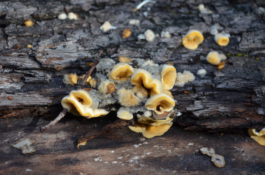 Stereum hirsutum · March 2023 · photo: © laurabm2020 (iNaturalist, cc-by)