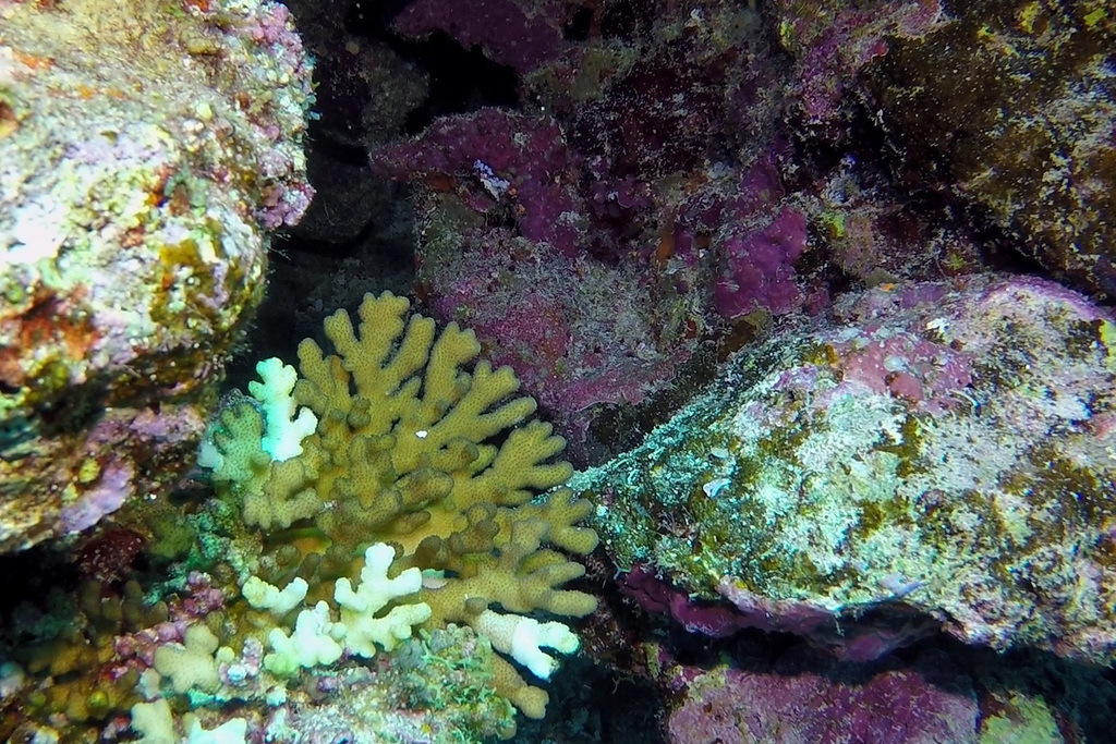 Stylophora danae