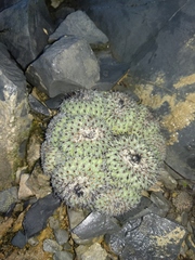 Epithelantha