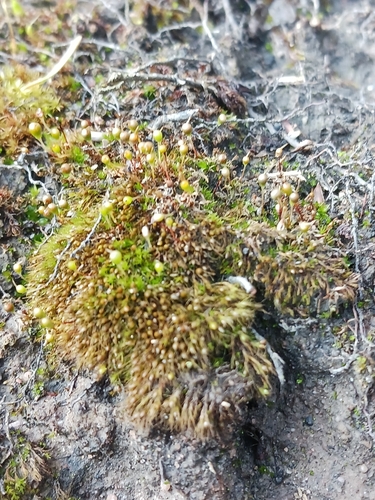 Image of Entosthodon fascicularis by no rights reserved