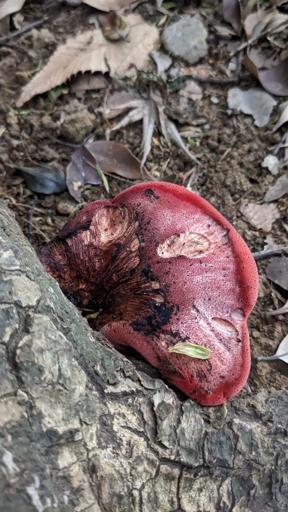Fistulina hepatica · April 2023 · photo: © atsushi_nakajima_cirque (iNaturalist, cc-by)