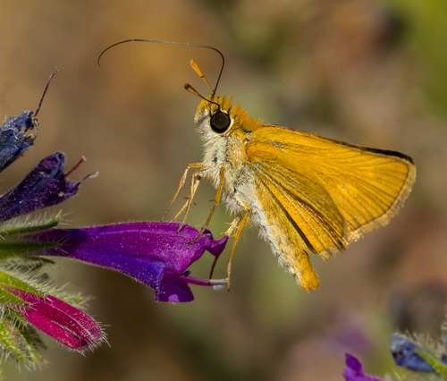Lulworth Skipper