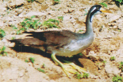Masked Finfoot photo 4
