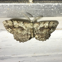 Cymatophora approximaria