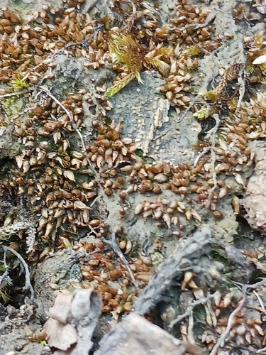 Dwarf Earth Moss (Acaulon muticum)