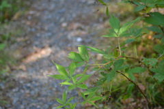 Rubus canadensis