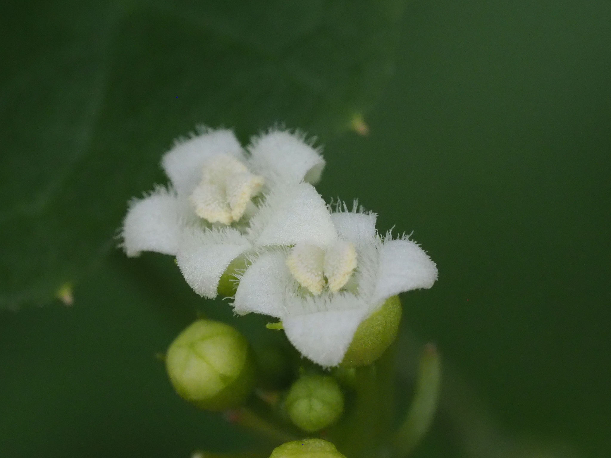 Zehneria guamensis