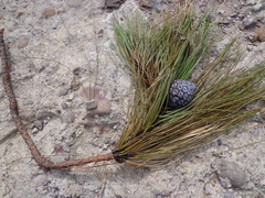 Pinus luzmariae