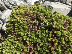 Veronica macrocalyx macrocalyx