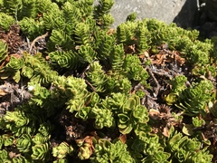 Veronica macrocalyx macrocalyx