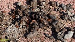 Nyctereutes procyonoides