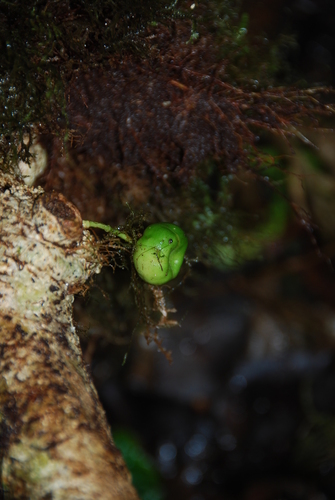Melicope quadrangularis observed 2014-02-20