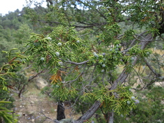 Juniperus durangensis