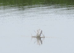 Sternula antillarum athalassos