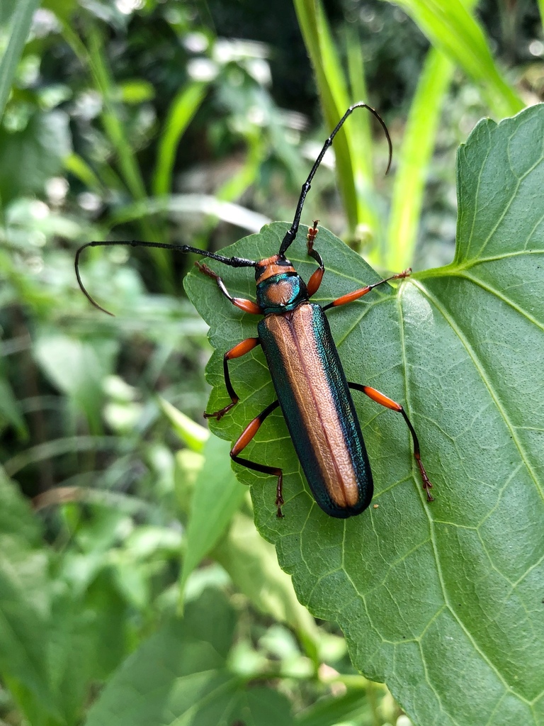 Xystrocera festiva