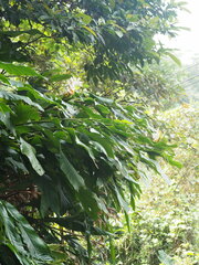 Alpinia uraiensis, photograph 葉子, CC0, iNaturalist via GBIF