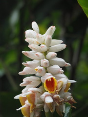 Alpinia uraiensis, photograph 葉子, CC0, iNaturalist via GBIF