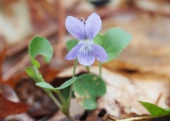 Viola nephrophylla