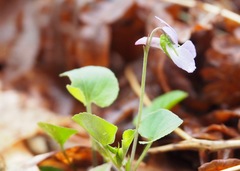 Viola nephrophylla
