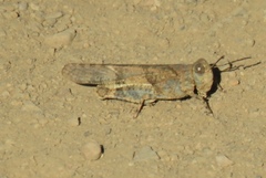 Trimerotropis occidentalis