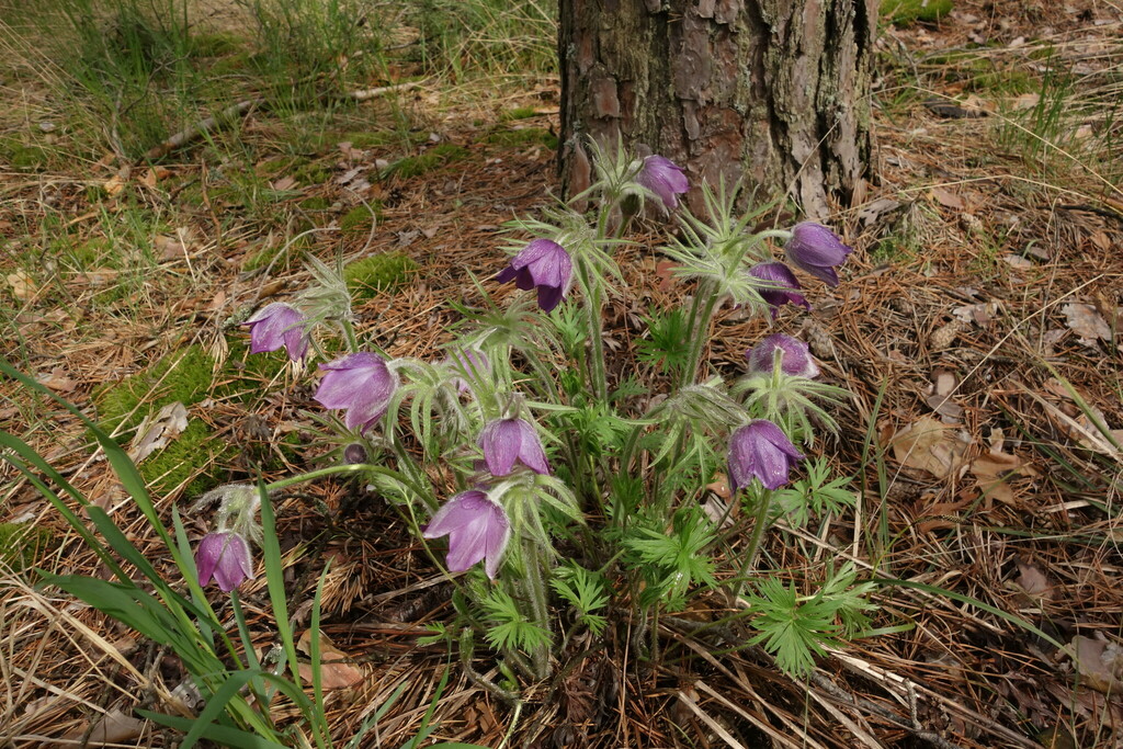 Pulsatilla × wolfgangiana