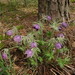 Pulsatilla × wolfgangiana - Photo (c) Aleksey Baushev,  זכויות יוצרים חלקיות (CC BY), הועלה על ידי Aleksey Baushev