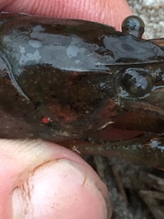 Procambarus troglodytes