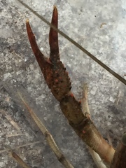 Procambarus troglodytes