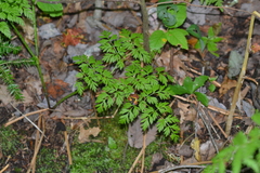 Conioselinum chinense