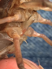 Procambarus troglodytes