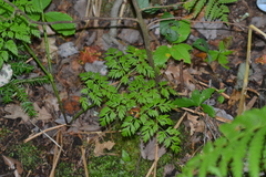 Conioselinum chinense