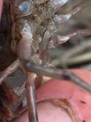 Procambarus troglodytes