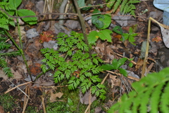 Conioselinum chinense