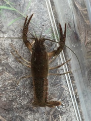 Procambarus troglodytes