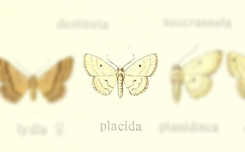 Scopula placida