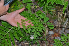 Conioselinum chinense