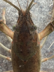 Procambarus troglodytes