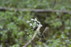 Conioselinum chinense