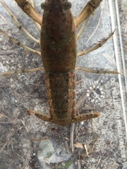 Procambarus troglodytes
