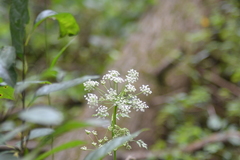Conioselinum chinense