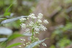 Conioselinum chinense
