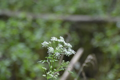 Conioselinum chinense
