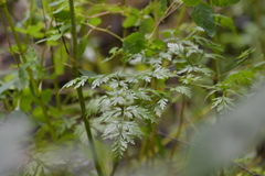 Conioselinum chinense