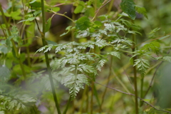 Conioselinum chinense