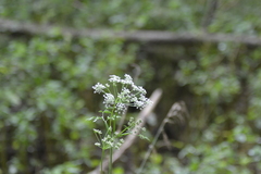 Conioselinum chinense