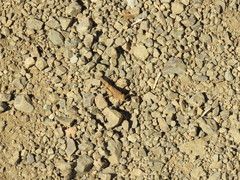 Trimerotropis occidentalis