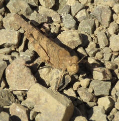 Trimerotropis occidentalis