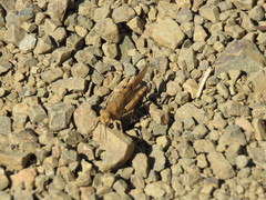 Trimerotropis occidentalis