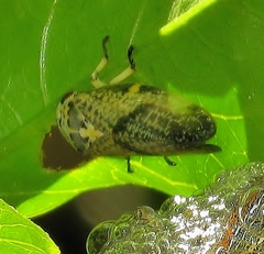 Ptyelus grossus
